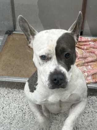 Shelter Stray Female Dog last seen Near Glendale Court, East Point, GA, 1251 Fulton Industrial Blvd NW, Atlanta, GA 30336, USA