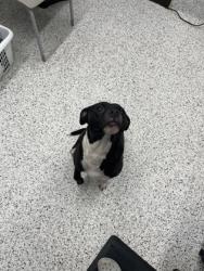 Shelter Stray Female Dog last seen Near Woodrow Ave, Hapeville, GA, 1251 Fulton Industrial Blvd NW, Atlanta, GA 30336, USA