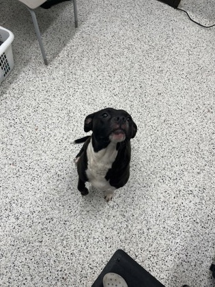 Shelter Stray Female Dog last seen Near Woodrow Ave, Hapeville, GA, 1251 Fulton Industrial Blvd NW, Atlanta, GA 30336, USA