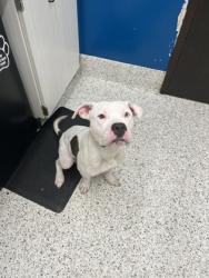 Shelter Stray Male Dog last seen Near MARY GEORGE AVE NW, Atlanta, GA, 1251 Fulton Industrial Blvd NW, Atlanta, GA 30336, USA