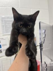 Shelter Stray Male Cat last seen Near Island Ford Pkwy, Atlanta, GA, 1251 Fulton Industrial Blvd NW, Atlanta, GA 30336, USA