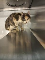 Shelter Stray Female Cat last seen 712Grover ST, County/Unicorporated, NC, 1491 Business Park Ct, Gastonia, NC 28052, USA