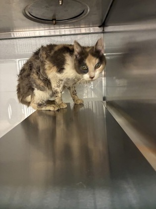 Shelter Stray Female Cat last seen 712Grover ST, County/Unicorporated, NC, 1491 Business Park Ct, Gastonia, NC 28052, USA