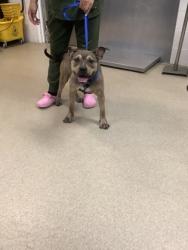Shelter Stray Female Dog last seen unknown, East District, , 355 Hillshire Dr, Haslet, TX 76052, USA
