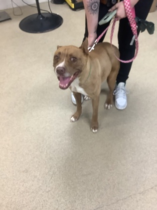 Shelter Stray Female Dog last seen Near Boat Club Rd, West District, TX, 355 Hillshire Dr, Haslet, TX 76052, USA