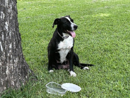 Shelter Stray Female Dog last seen Near Lakeland St, Central District, TX, 355 Hillshire Dr, Haslet, TX 76052, USA