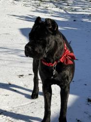 Lost Female Dog last seen Willow springs rd, Killeen, TX 76549