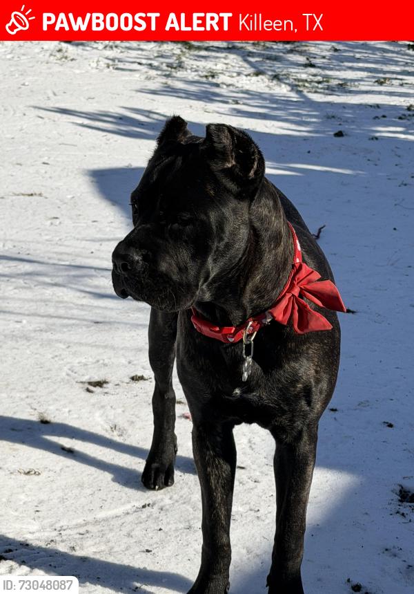 Lost Female Dog last seen Willow springs rd, Killeen, TX 76549