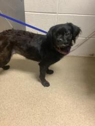Shelter Stray Female Dog last seen Near Summer Lake Dr, East District, TX, 355 Hillshire Dr, Haslet, TX 76052, USA