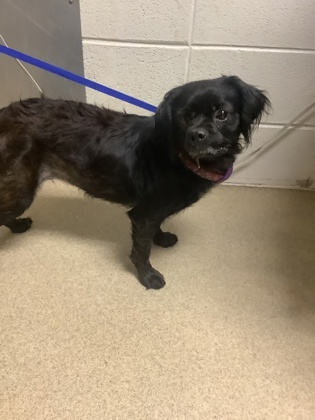 Shelter Stray Female Dog last seen Near Summer Lake Dr, East District, TX, 355 Hillshire Dr, Haslet, TX 76052, USA
