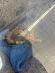 Shelter Stray Female Cat last seen Near Merida Ave, South District, TX, 355 Hillshire Dr, Haslet, TX 76052, USA