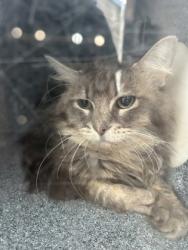 Shelter Stray Male Cat last seen Near Quebec St., North District, , 355 Hillshire Dr, Haslet, TX 76052, USA