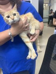 Shelter Stray Female Cat last seen Near Alliance Gateway, North District, TX, 355 Hillshire Dr, Haslet, TX 76052, USA
