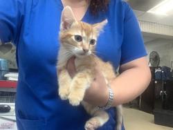 Shelter Stray Male Cat last seen Near Alliance Gateway, North District, TX, 355 Hillshire Dr, Haslet, TX 76052, USA