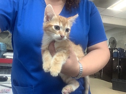 Shelter Stray Male Cat last seen Near Alliance Gateway, North District, TX, 355 Hillshire Dr, Haslet, TX 76052, USA