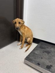 Shelter Stray Female Dog last seen 67, City of Alvarado, TX, 602 S Pkwy Dr, Alvarado, TX 76009, USA