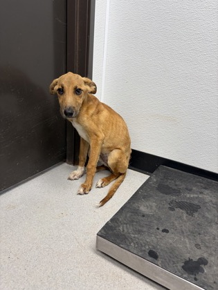 Shelter Stray Female Dog last seen 67, City of Alvarado, TX, 602 S Pkwy Dr, Alvarado, TX 76009, USA