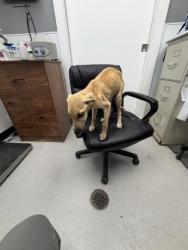 Shelter Stray Female Dog last seen 67, City of Alvarado, TX, 602 S Pkwy Dr, Alvarado, TX 76009, USA