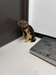 Shelter Stray Female Dog last seen 67, City of Alvarado, TX, 602 S Pkwy Dr, Alvarado, TX 76009, USA
