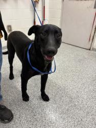 Shelter Stray Male Dog last seen Inskip Rd & Central Ave, City of Knoxville GP, TN, 3201 Division St, Knoxville, TN 37919, USA