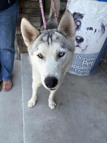 Shelter Stray Male Dog last seen Near Treemont Rd, Knox County GP, TN, 3201 Division St, Knoxville, TN 37919, USA