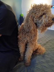 Reunited Female Dog last seen coranado Blvd, Denton, TX 76209