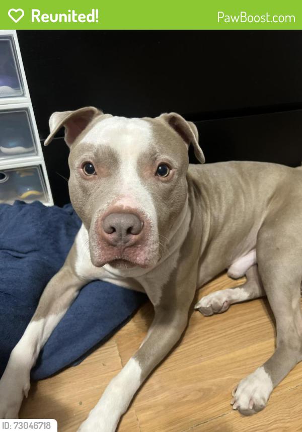 Reunited Male Dog last seen Walnut st, Waterbury, CT 06702