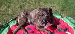 Lost Male Dog last seen Silverdale Lutheran Church, Silverdale, WA 98383