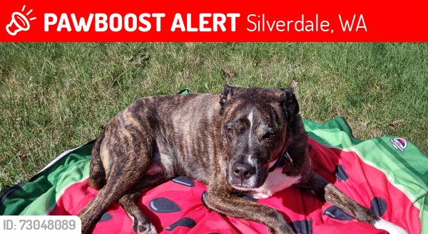 Lost Male Dog last seen Silverdale Lutheran Church, Silverdale, WA 98383