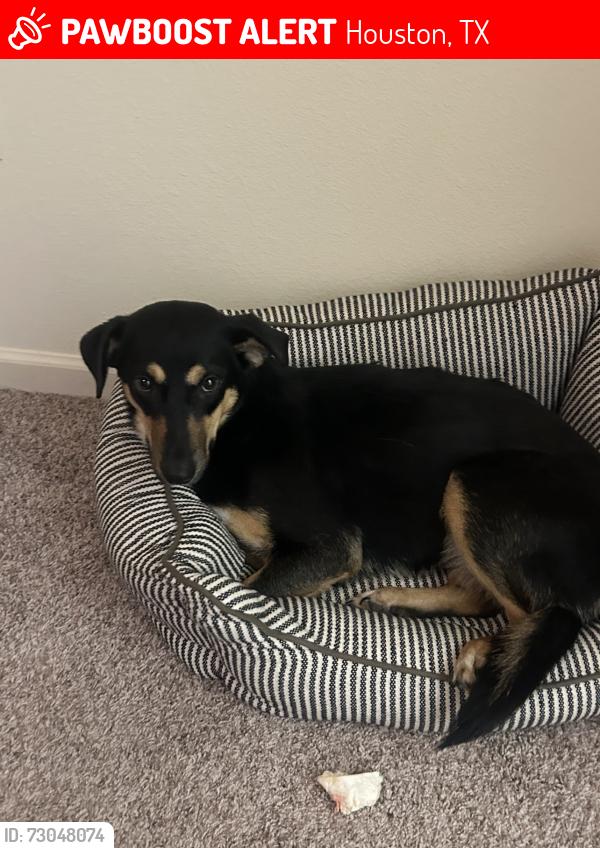 Lost Female Dog last seen Downtown Houston by 2099 Brazos st. Fled to apmts , Houston, TX 77002