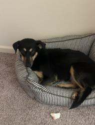 Lost Female Dog last seen Downtown Houston by 2099 Brazos st. Fled to apmts , Houston, TX 77002