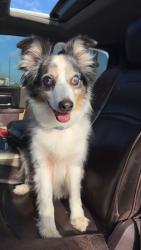 Lost Male Dog last seen Cr 41 & cr 22, Weld County, CO 80621