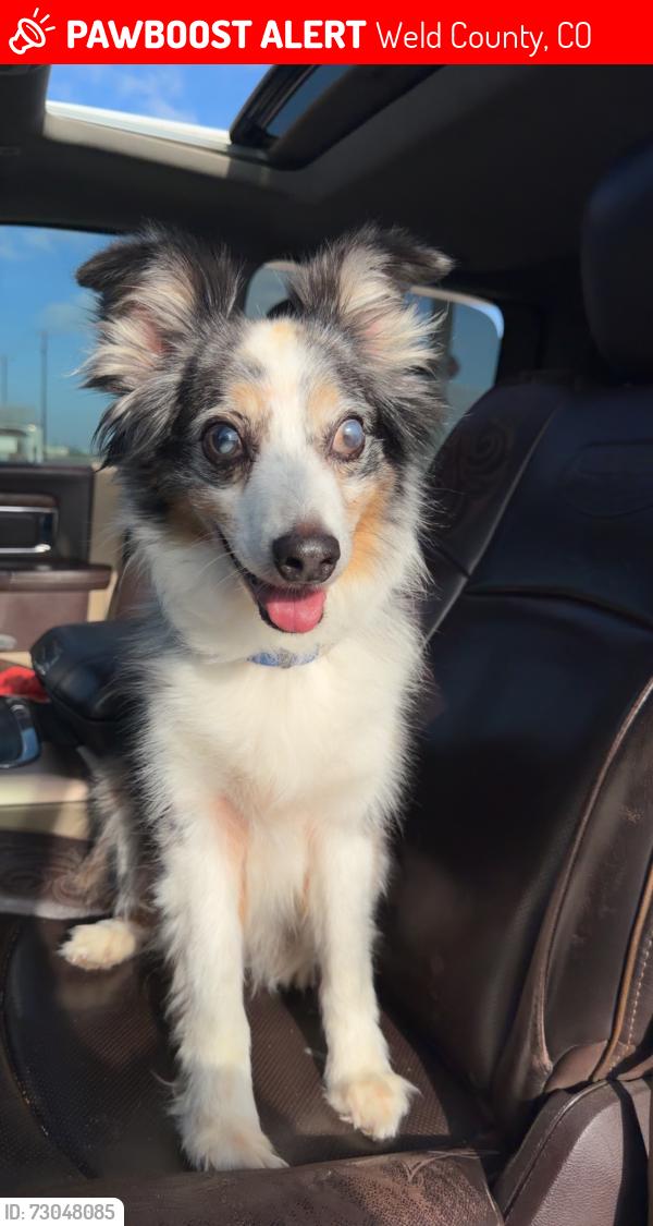 Lost Male Dog last seen Cr 41 & cr 22, Weld County, CO 80621