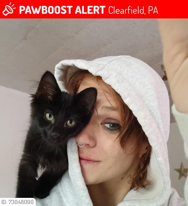 Lost Male Cat last seen Near S. 2nd.. Clearfield, Clearfield, PA 16830