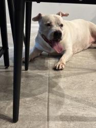 Found/Stray Female Dog last seen Everbee community, Orlando, FL 32829