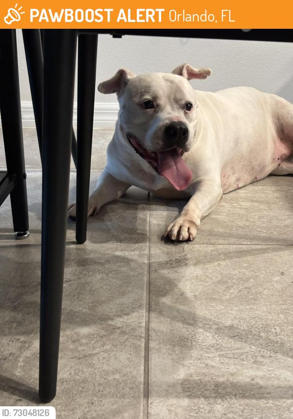 Found/Stray Female Dog last seen Everbee community, Orlando, FL 32829