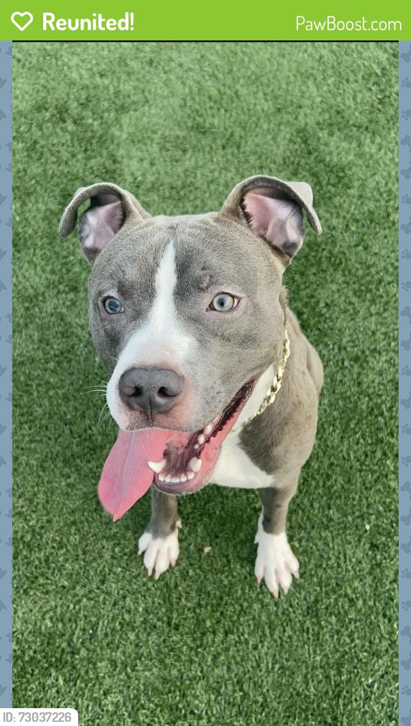 Reunited Male Dog last seen Fairmont , Hartford, CT 06120