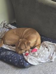 Reunited Female Dog last seen Giant Shopping Center area, Centreville, VA 20121