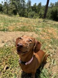 Reunited Female Dog last seen Barstow and First, Fresno, CA 93710
