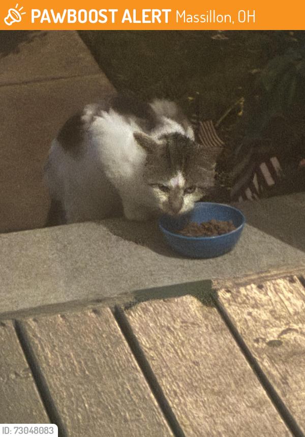 Found/Stray Unknown Cat last seen Medill Ave NE and 8th st NE and Rotch Ave Massillon, Massillon, OH 44646