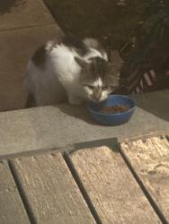 Found/Stray Unknown Cat last seen Medill Ave NE and 8th st NE and Rotch Ave Massillon, Massillon, OH 44646