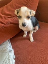 Lost Male Dog last seen Long Leaf Park Calhoun/Vance St, Wilmington, NC 28412