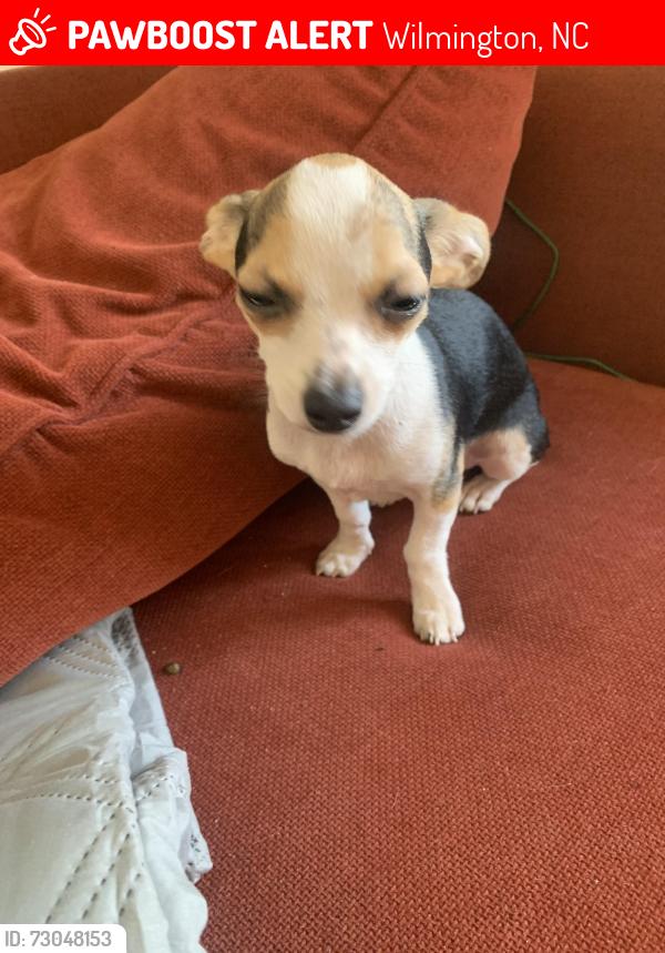 Lost Male Dog last seen Long Leaf Park Calhoun/Vance St, Wilmington, NC 28412
