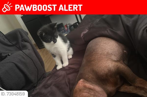 Lost Female Cat last seen L135TF, Old Swan, England L13 5TF