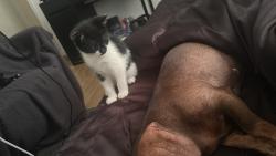 Lost Female Cat last seen L135TF, Old Swan, England L13 5TF