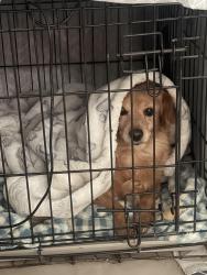 Lost Female Dog last seen 91st & lower buckeye, Tolleson, AZ 85353