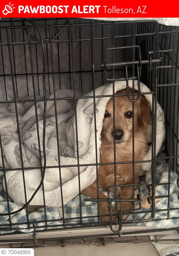 Lost Female Dog last seen 91st & lower buckeye, Tolleson, AZ 85353