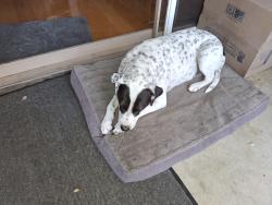 Reunited Female Dog last seen N Canyon Blvd @ Oakglade Dr., Monrovia, CA 91016