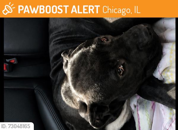 Found/Stray Male Dog last seen 75th south near modwsy, Chicago, IL 60602