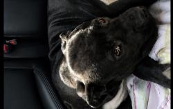 Found/Stray Male Dog last seen 75th south near modwsy, Chicago, IL 60602